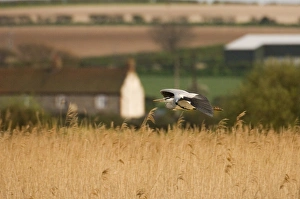 Grey Heron Ardea cinerea adult Titchwell RSPB Reserve Norfolk April Grey Heron Ardea cinerea adult Titchwell RSPB Reserve Norfolk April