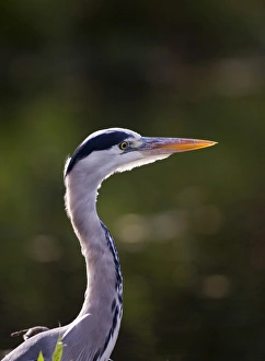 Grey Heron Ardea cinerea autumn UK