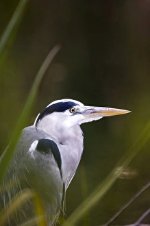 Ardea Cinerea Prints: Grey Heron Ardea cinerea autumn UK