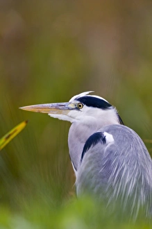 Grey Heron Ardea cinerea autumn UK