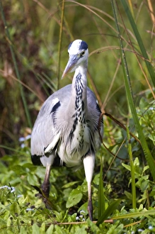 Grey Heron Ardea cinerea autumn UK