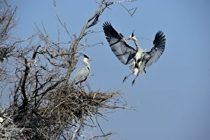 Grey Heron Ardea cinerea bringing stick to nest Norfolk UK
