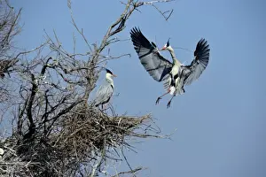 Grey Heron Ardea cinerea bringing stick to nest Norfolk UK