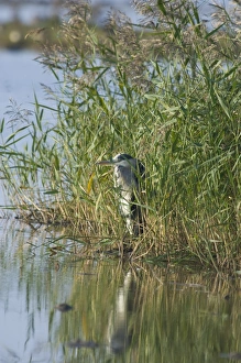 Ardea Cinerea Prints: Grey Heron Ardea cinerea on edge of pool Norfolk August
