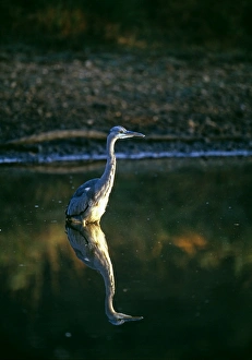 Grey Heron, Ardea cinerea, hunting in shallow pond, UK, autumn Grey Heron, Ardea cinerea, hunting in shallow pond, UK, autumn