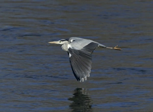 Grey Heron Ardea cinerea Kent UK January