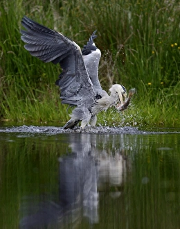 Grey Heron Ardea cinerea with large rainbow trout Scotland July
