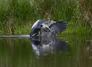 Prey Prints: Grey Heron Ardea cinerea with large rainbow trout Scotland July