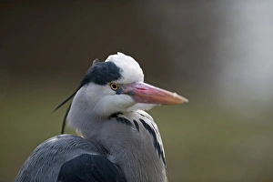 Grey Heron Ardea cinerea Regents Park Central London winter