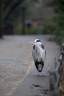 Grey Heron Ardea cinerea Regents Park Central London winter