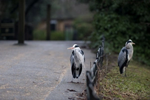 Grey Heron Ardea cinerea Regents Park Central London winter