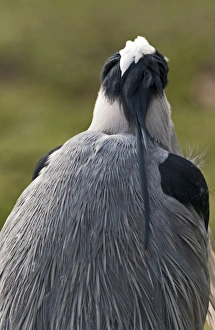 Grey Heron Ardea cinerea Regents Park Central London winter