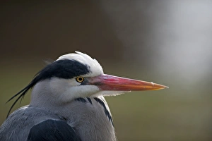 Grey Heron Ardea cinerea Regents Park Central London winter