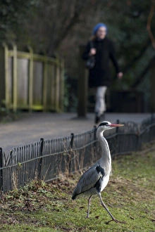 Grey Heron Ardea cinerea Regents Park Central London winter