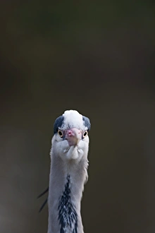 Grey Heron Ardea cinerea Regents Park Central London winter