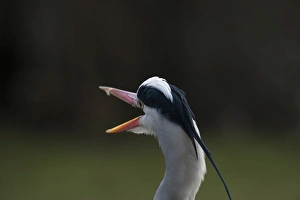 Grey Heron Ardea cinerea Regents Park Central London winter