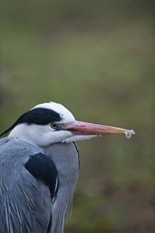 Grey Heron Ardea cinerea Regents Park Central London winter