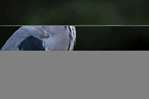 Grey Heron Ardea cinerea Regents Park Central London winter