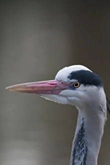 Grey Heron Ardea cinerea Regents Park Central London winter