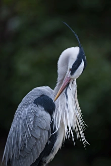 Grey Heron Ardea cinerea Regents Park Central London winter
