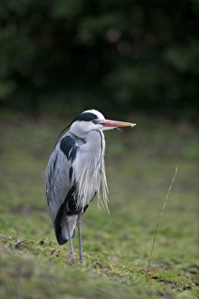 Grey Heron Ardea cinerea Regents Park Central London winter