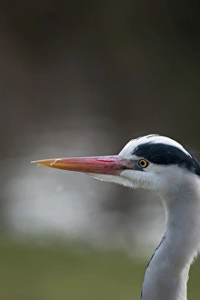 Grey Heron Ardea cinerea Regents Park Central London winter