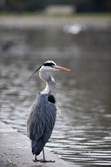 Grey Heron Ardea cinerea Regents Park Central London winter