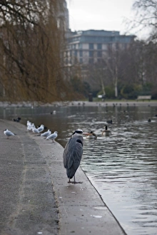 Grey Heron Ardea cinerea Regents Park Central London winter