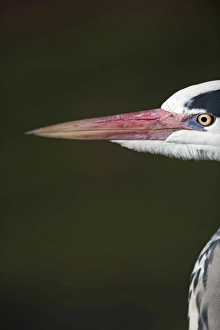 Grey Heron Ardea cinerea Regents Park Central London winter