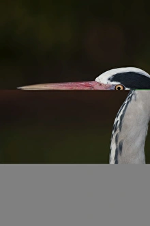 Grey Heron Ardea cinerea Regents Park Central London winter