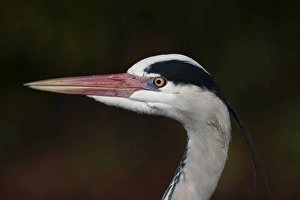 Grey Heron Ardea cinerea Regents Park Central London winter