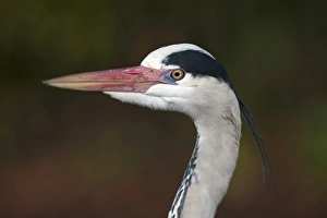 Grey Heron Ardea cinerea Regents Park Central London winter