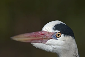 Grey Heron Ardea cinerea Regents Park Central London winter