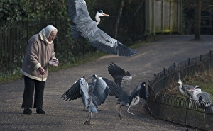 Grey Heron Ardea cinerea Regents Park Central London winter