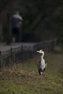 Wildlife Prints: Grey Heron Ardea cinerea Regents Park Central London winter