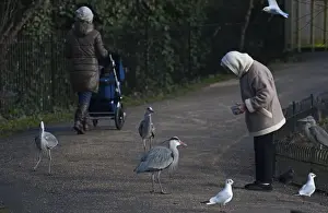 Grey Heron Ardea cinerea Regents Park Central London winter