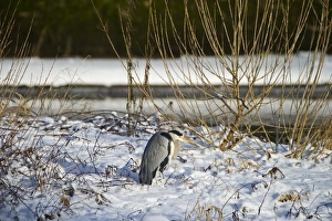 Grey Heron Ardea cinerea standing on snowy river bank Dumfries Scotland winter Grey Heron Ardea cinerea standing on snowy river bank Dumfries Scotland winter