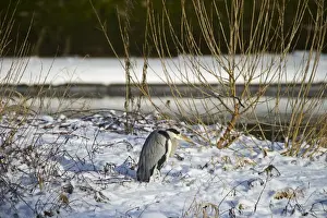 Dumfries Prints: Grey Heron Ardea cinerea standing on snowy river bank Dumfries Scotland winter