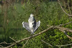 Grey Heron Ardea cinerea sunning immature Kent spring