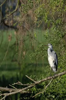 Ardea Cinerea Prints: Grey Heron Ardea cinerea sunning immature Kent spring