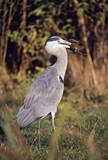 Grey Heron Ardea cinerea with water vole London, UK winter