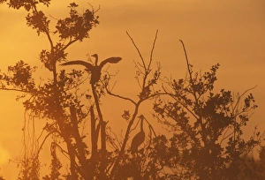 Dawn Prints: Grey Herons, Ardea cinerea at dawn, London, UK, autumn