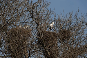Nesting Prints: Grey Herons in Heronry Regents Park London February
