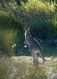 Mammal Prints: Grey Kangaroo Macropus giganteus Queensland Australia