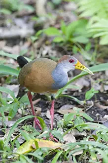 South Prints: Grey necked Wood Rail Aramides cajanea Tikal Guatemala