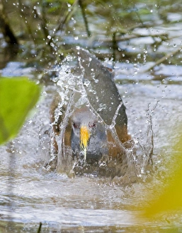 Grey necked Wood Rail bathing Aramides cajanea Tikal Guatemala Grey necked Wood Rail bathing Aramides cajanea Tikal Guatemala