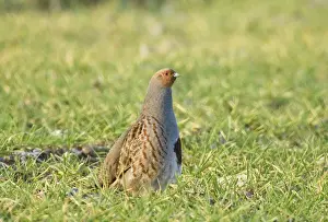 Partridge Prints: Grey Partridge Perdix perdix on arable farmland Norfolk winter
