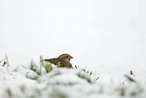 Grey Partridge Perdix perdix female crouching in snow Norfolk February Grey Partridge Perdix perdix female crouching in snow Norfolk February