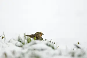 Perdix Perdix Prints: Grey Partridge Perdix perdix female crouching in snow Norfolk February