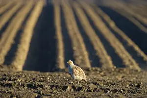 Perdix Perdix Prints: Grey Partridge Perdix perdix male on farmland Norfolk April